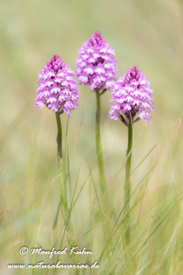 Pyramidenorchis ()_0010
