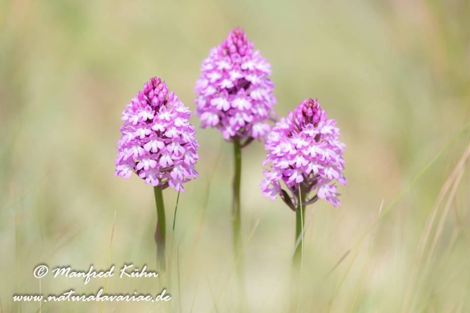 Pyramidenorchis ()_0011