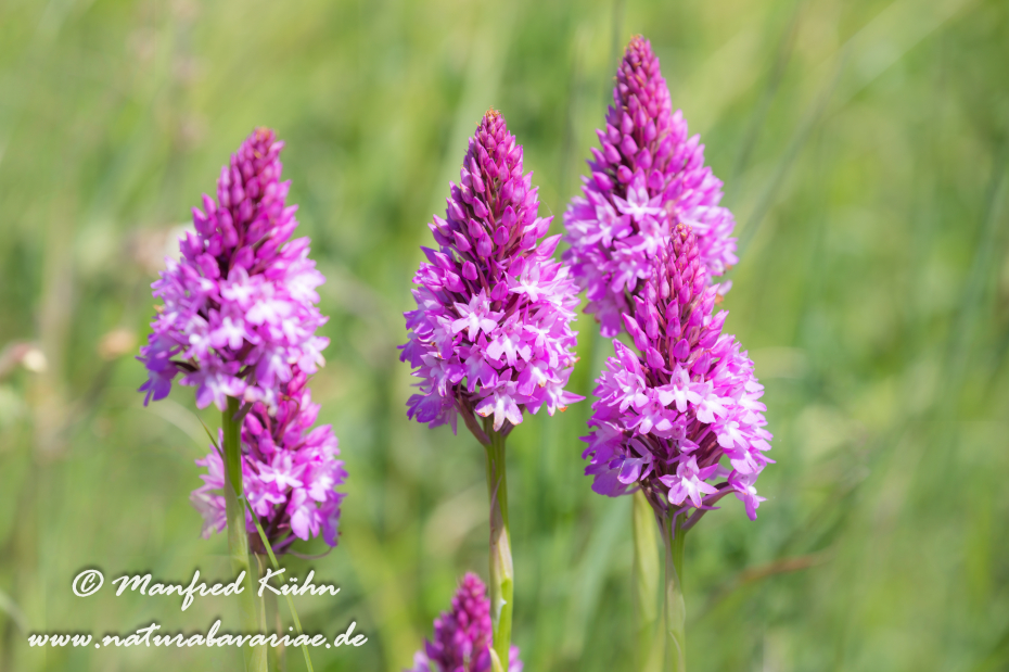 Pyramidenorchis ()_0014