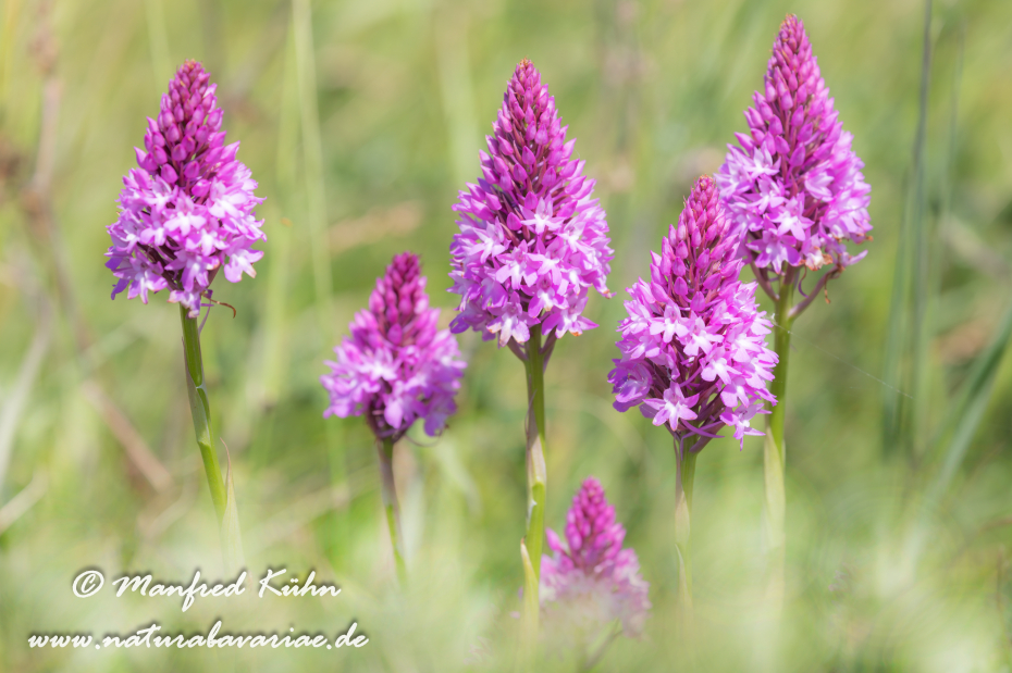 Pyramidenorchis ()_0016
