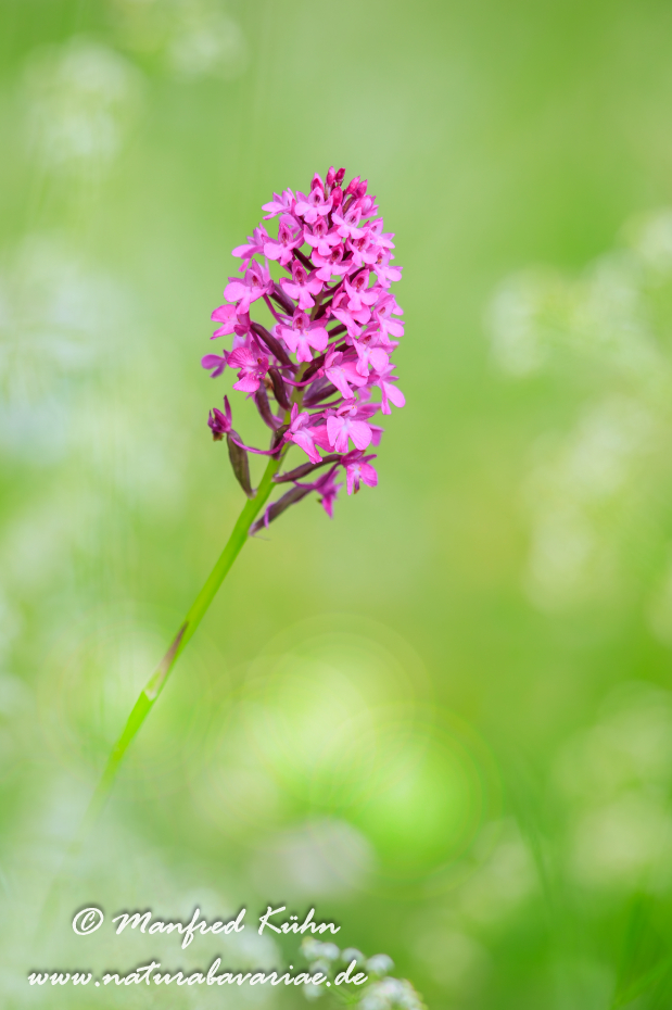Pyramidenorchis ()_0035
