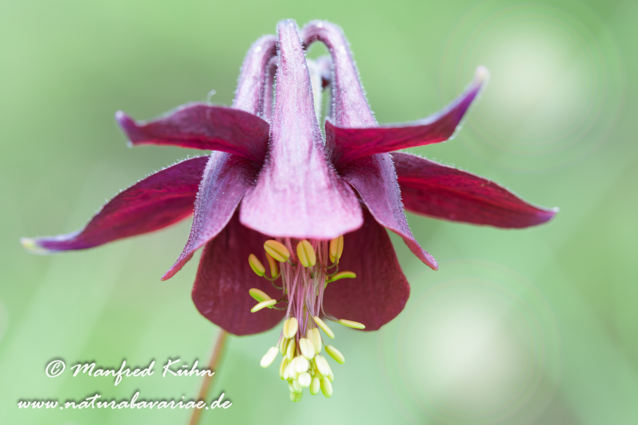 Akelei (Schwarzviolette)_0001