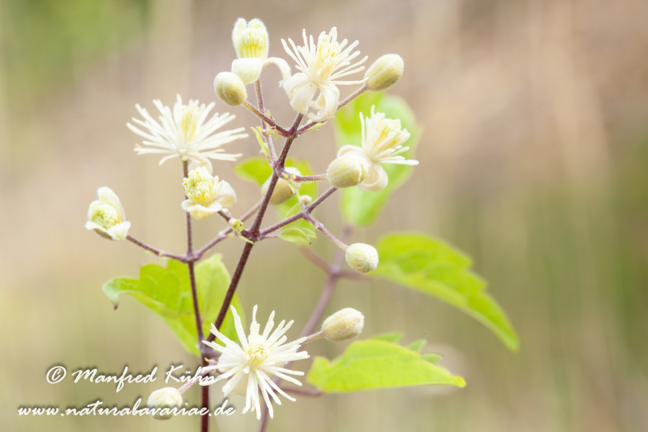 Waldrebe (Gewoehnliche)_0001