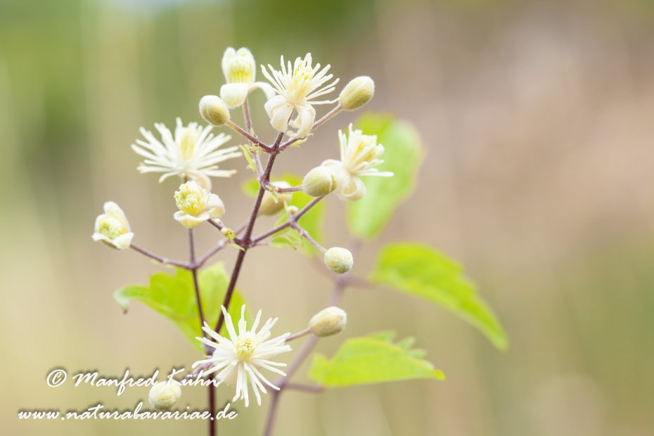 Waldrebe (Gewoehnliche)_0003