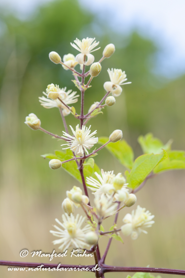 Waldrebe (Gewoehnliche)_0004