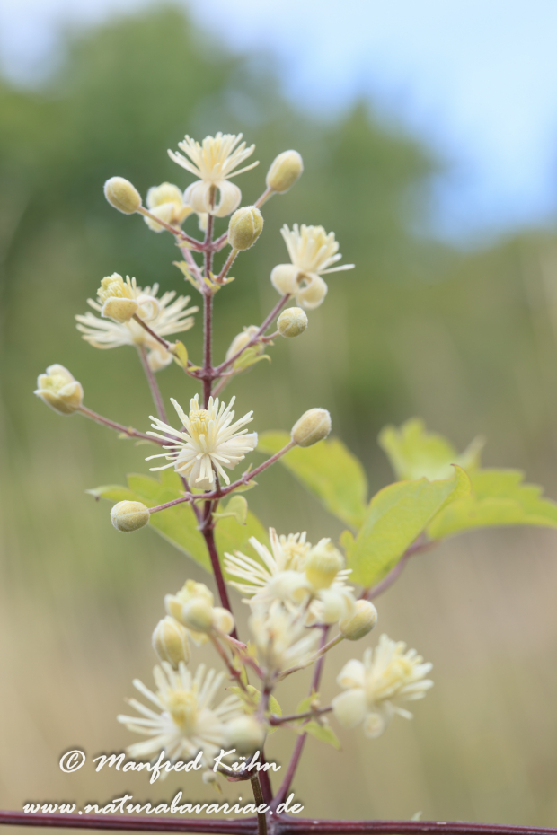Waldrebe (Gewoehnliche)_0005