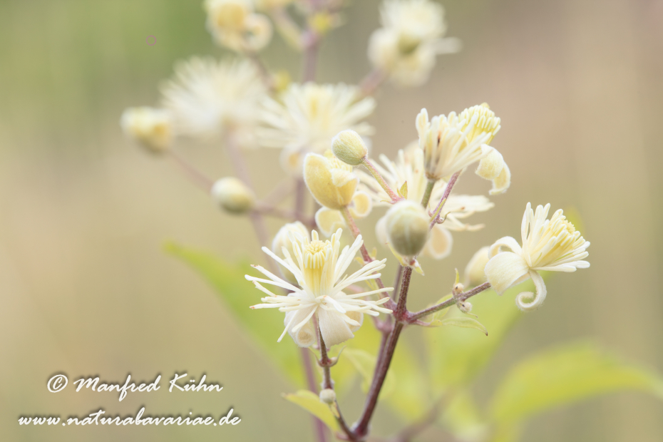 Waldrebe (Gewoehnliche)_0006