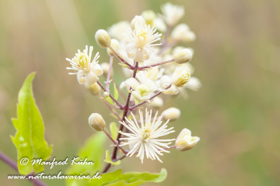Waldrebe (Gewoehnliche)_0007