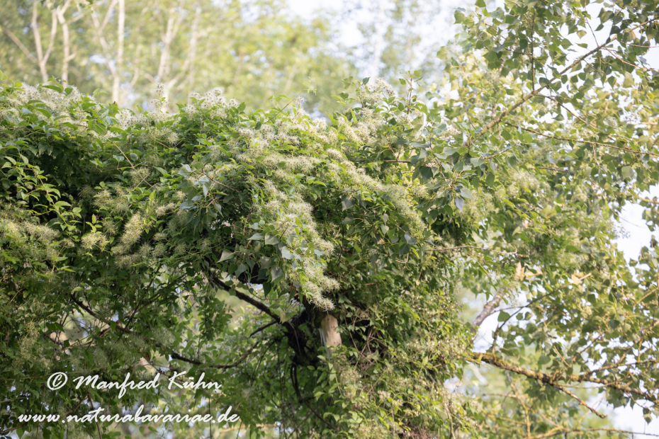 Waldrebe (Gewoehnliche)_0010