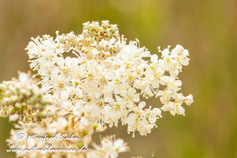 Mähdesüß (Großes)_0010