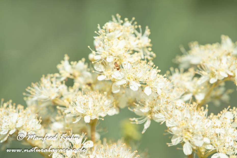 Mähdesüß (Großes)_0014