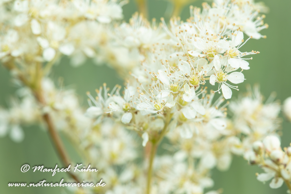 Mähdesüß (Großes)_0016
