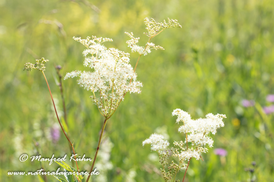Mähdesüß (Großes)_0027