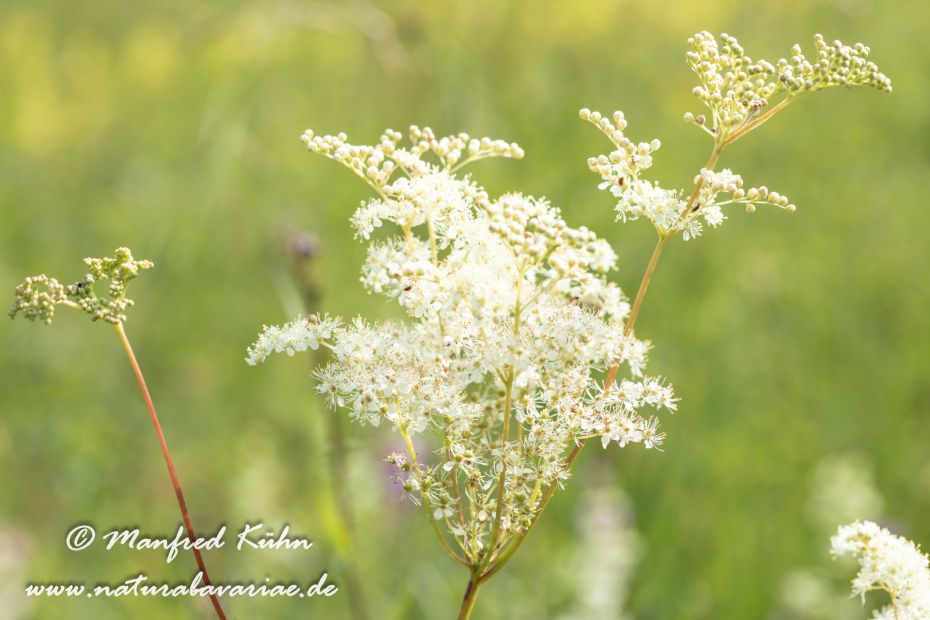 Mähdesüß (Großes)_0028