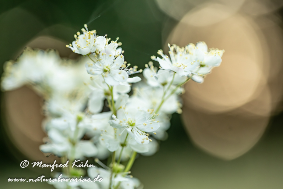 Mähdesüß (Großes)_0029