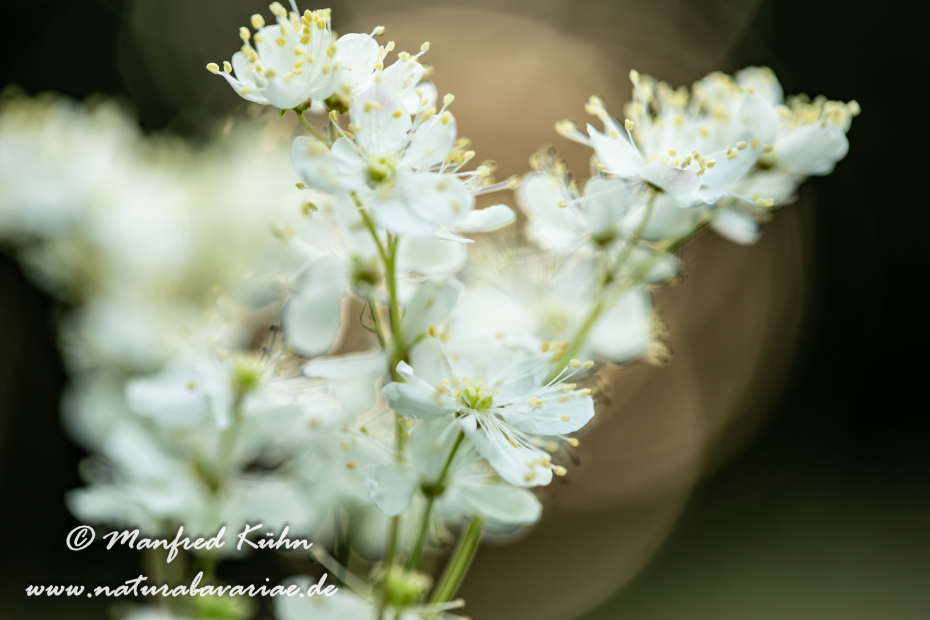 Mähdesüß (Großes)_0033