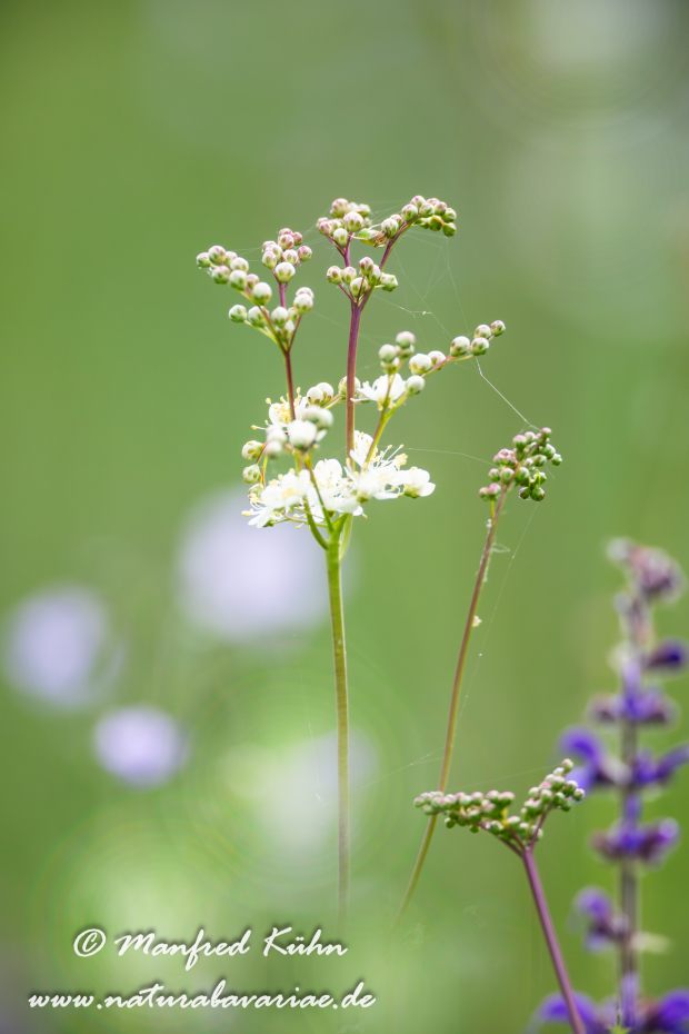 Mähdesüß (Kleines)_0010