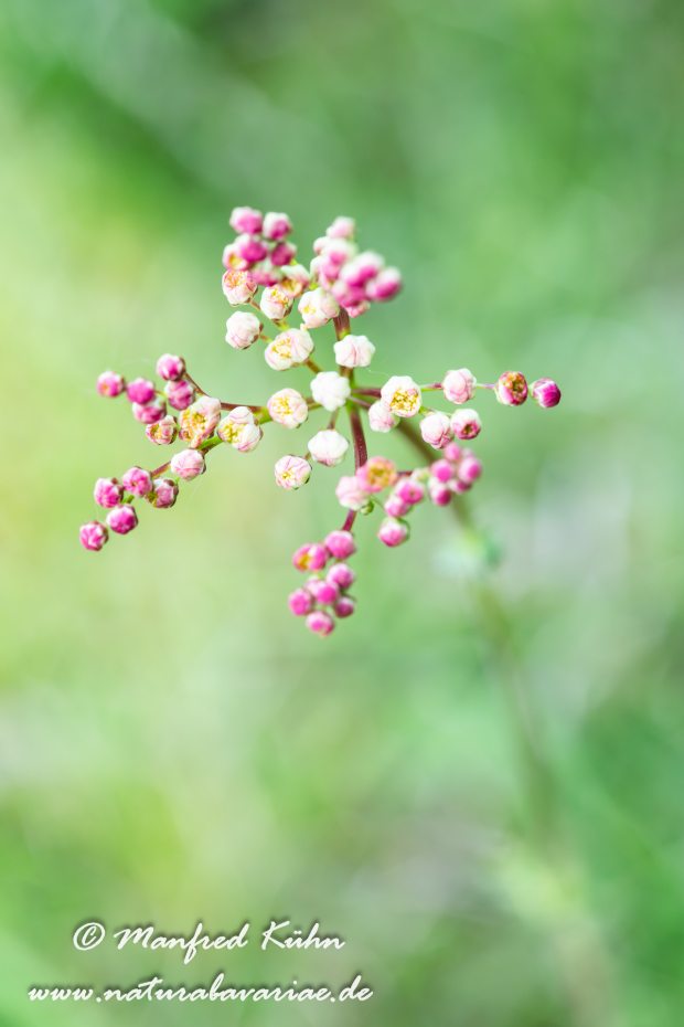Mähdesüß (Kleines)_0011