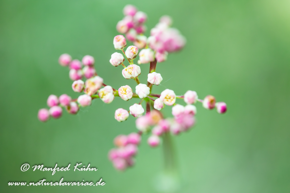 Mähdesüß (Kleines)_0013