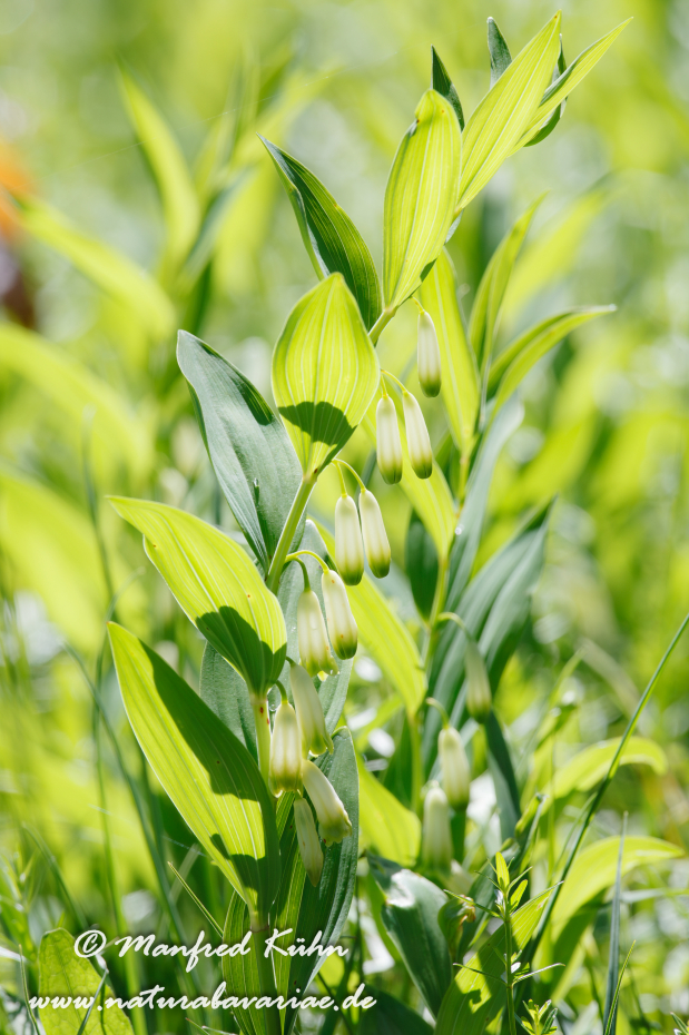 Weißwurz (Vielbluetige)_0004