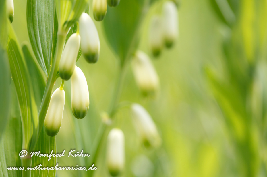 Weißwurz (Vielbluetige)_0019