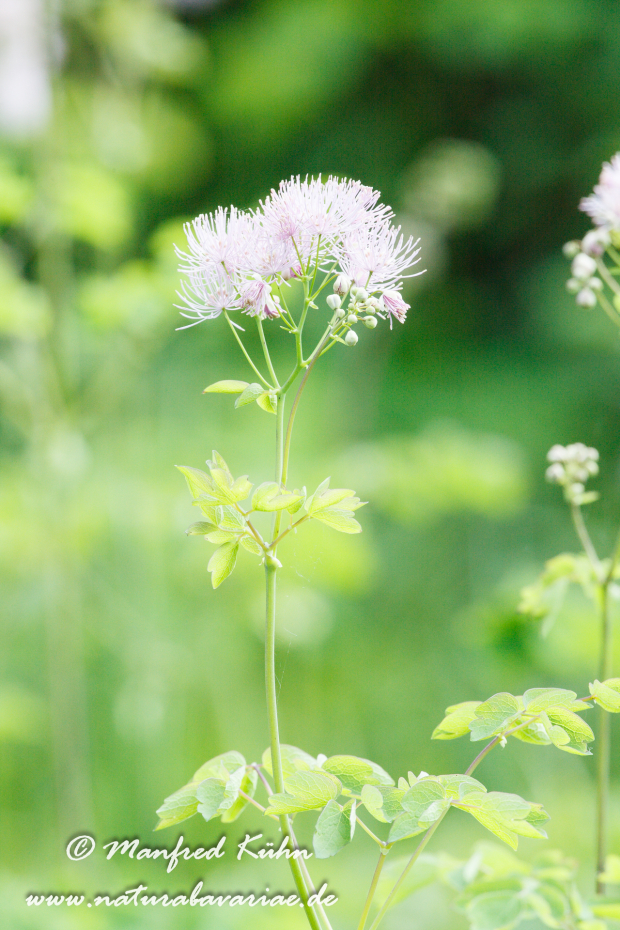Wiesenraute (Akeleiblättrige)_0007
