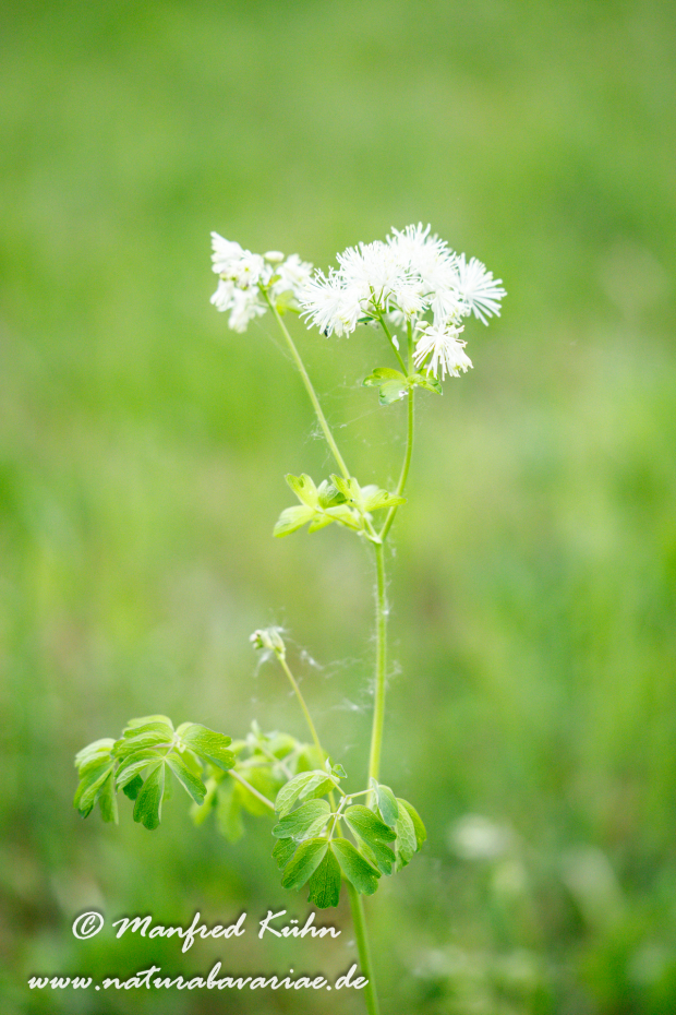 Wiesenraute (Akeleiblättrige)_0010