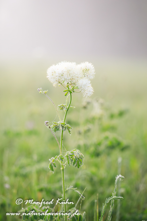 Wiesenraute (Akeleiblättrige)_0013