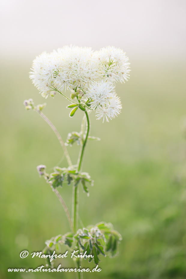 Wiesenraute (Akeleiblättrige)_0016