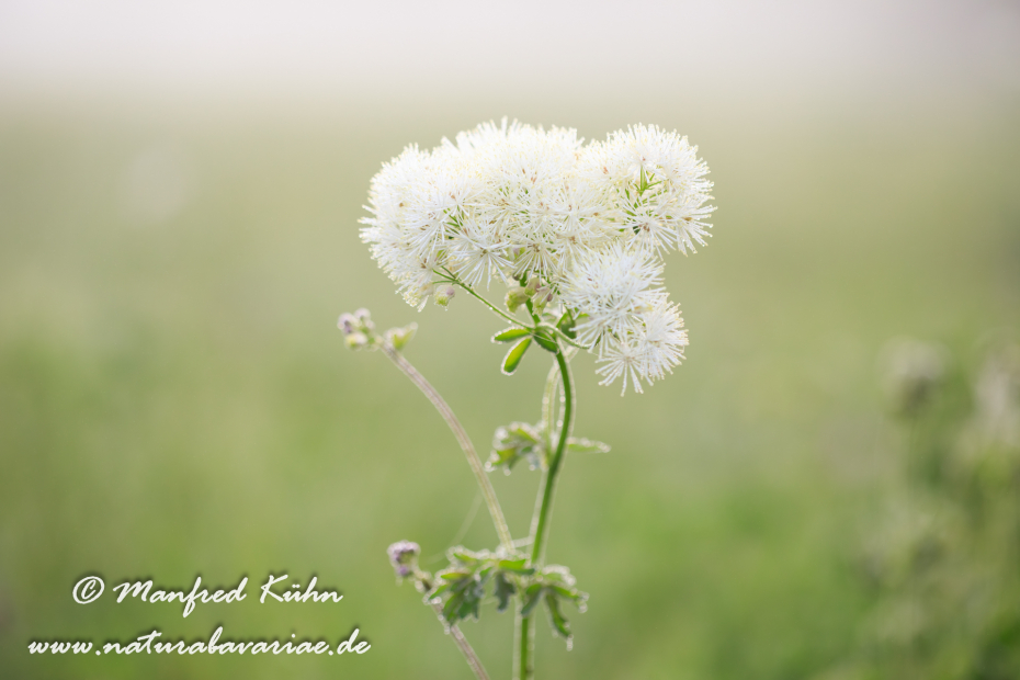 Wiesenraute (Akeleiblättrige)_0017
