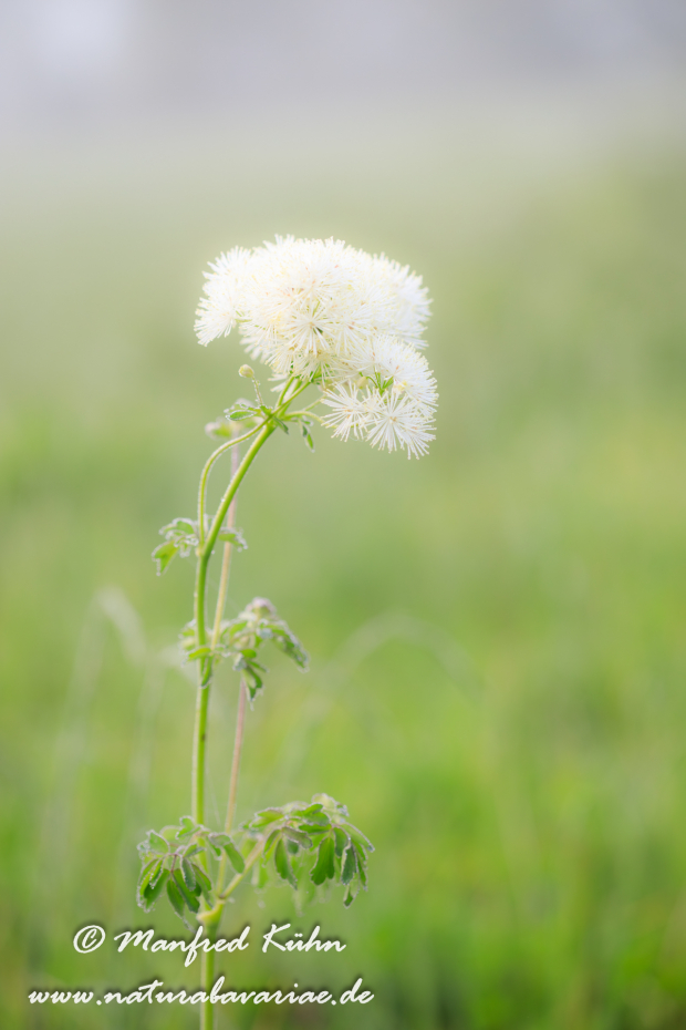 Wiesenraute (Akeleiblättrige)_0020