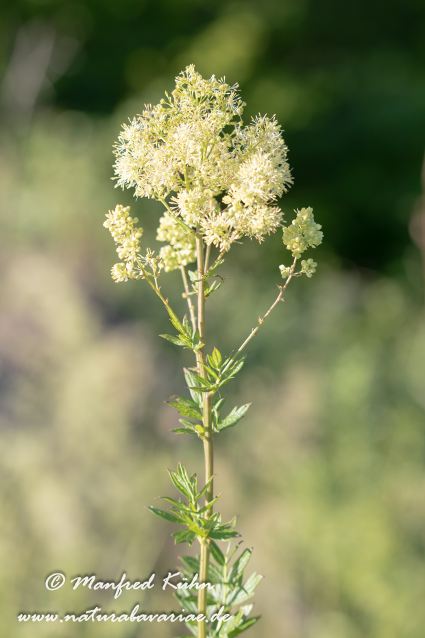 Wiesenraute (Gelbe)_0001