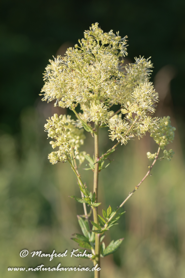 Wiesenraute (Gelbe)_0003