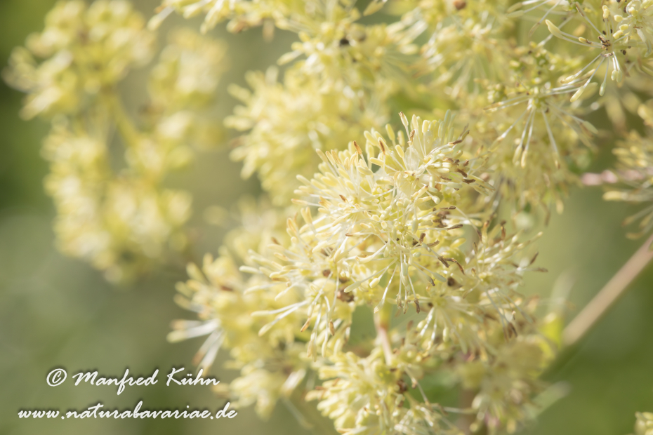 Wiesenraute (Gelbe)_0006