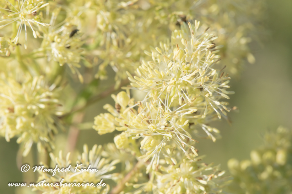 Wiesenraute (Gelbe)_0008