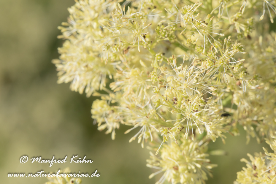 Wiesenraute (Gelbe)_0010