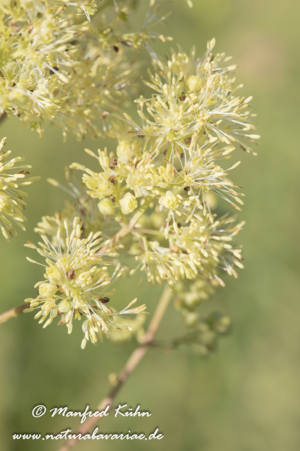 Wiesenraute (Gelbe)_0014