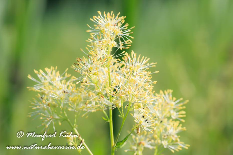 Wiesenraute (Glaenzende)_0001