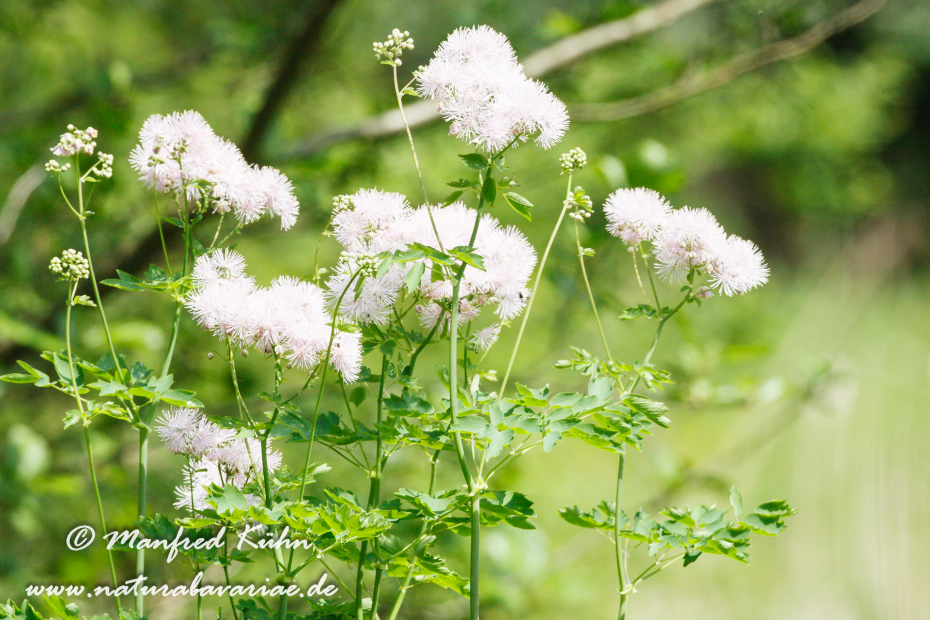 Wiesenraute (Akeleiblättrige)_0002