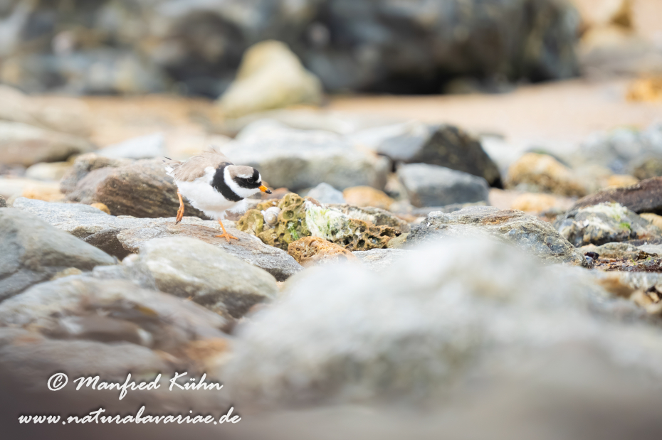Sandregenpfeiffer ()_0021
