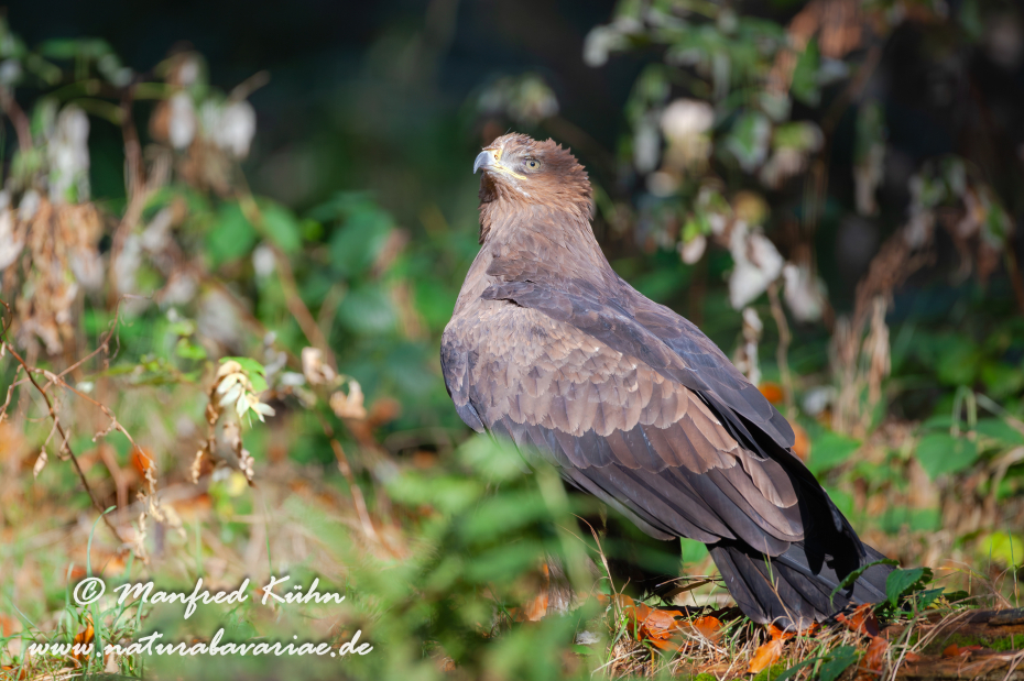 Schreiadler ()_0014