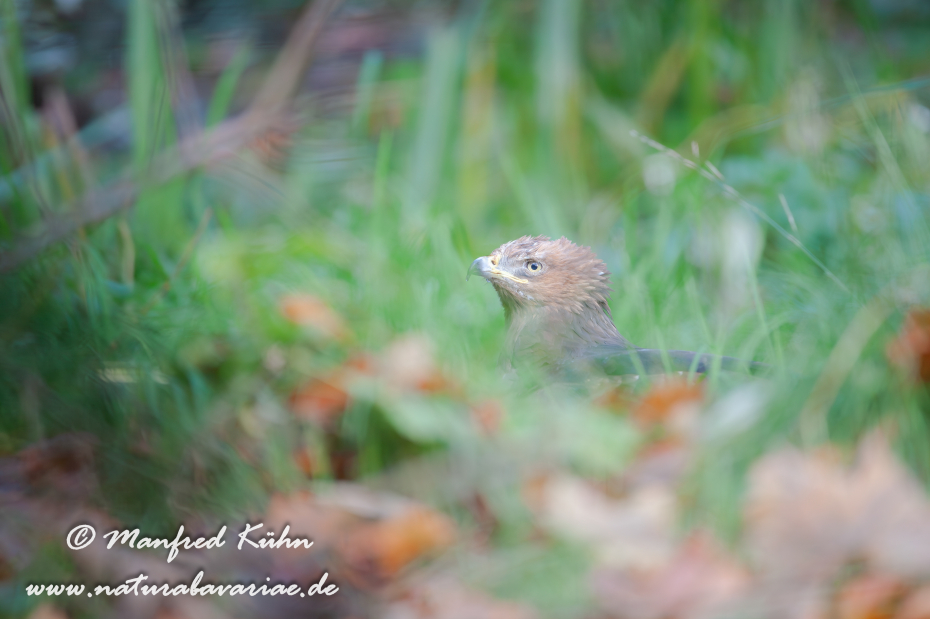 Schreiadler ()_0016