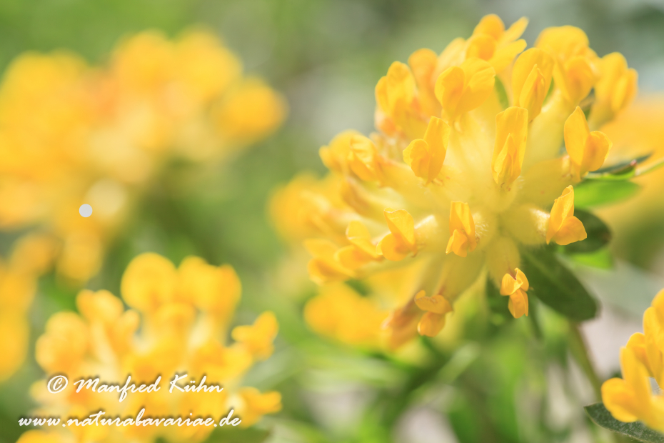 Wundklee (Alpen-)_0011