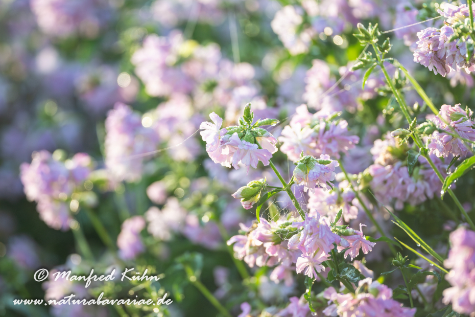 Kronwicke (Bunte)_0002