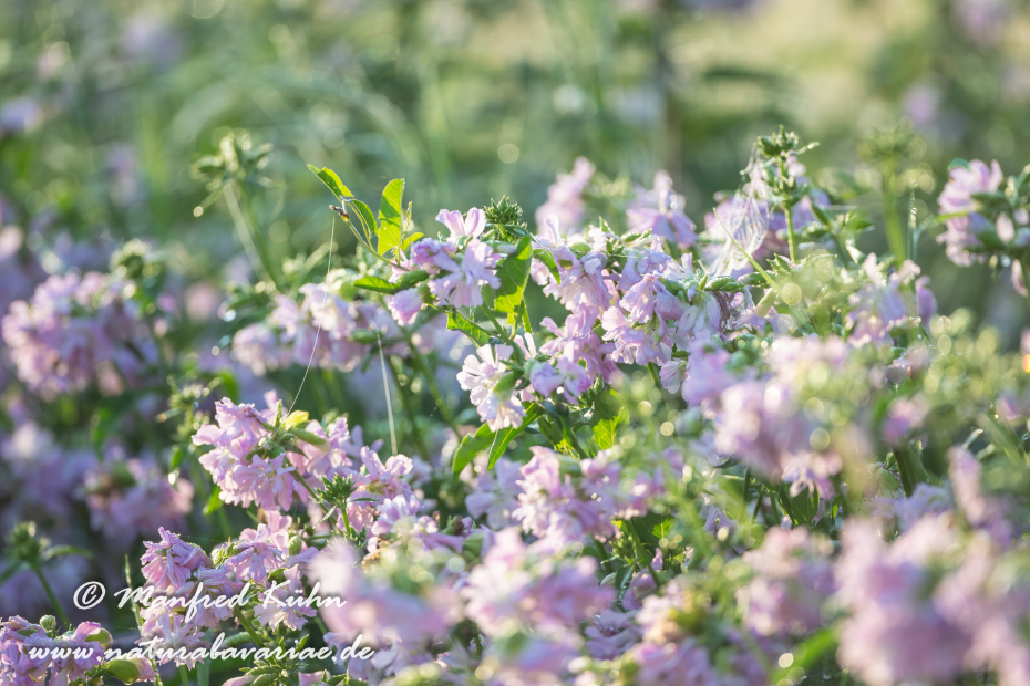 Kronwicke (Bunte)_0004