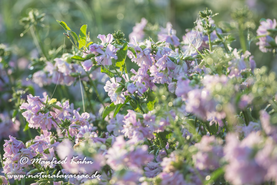 Kronwicke (Bunte)_0005