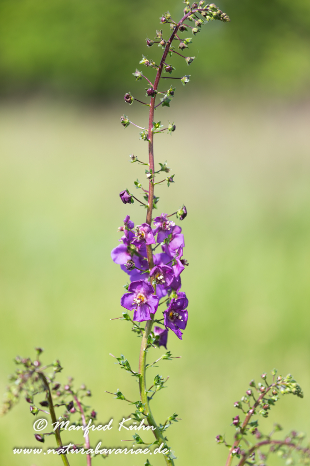 Königskerze (Violette)_0002