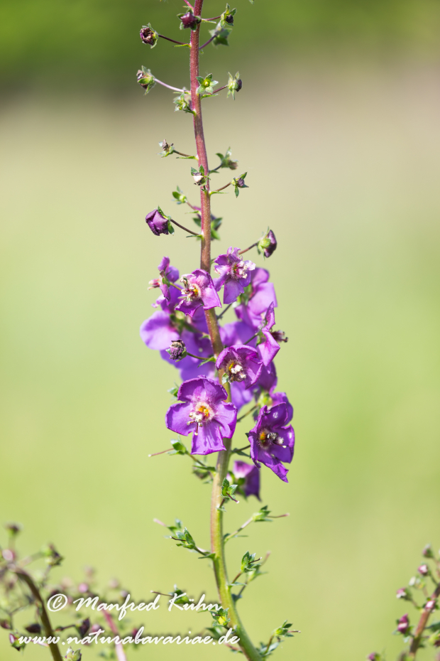 Königskerze (Violette)_0003
