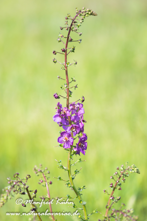 Königskerze (Violette)_0004