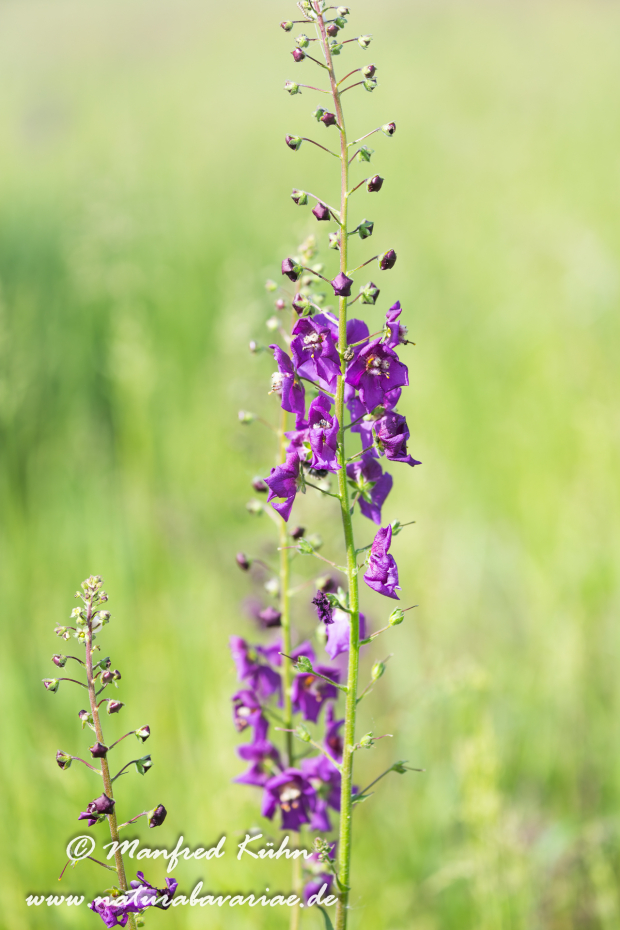 Königskerze (Violette)_0005